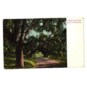 Vintage Postcard Where Oak Trees Grow In California Made In Germany M Rieder Art